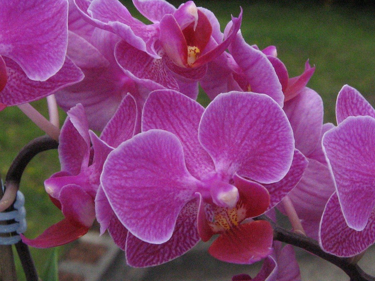 пинк пантера орхидея фото