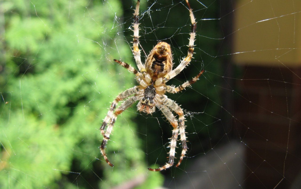 Все пауки. Галеодосский паук. Laba-laba паук. Морм армянский паук. Виноградный паук.