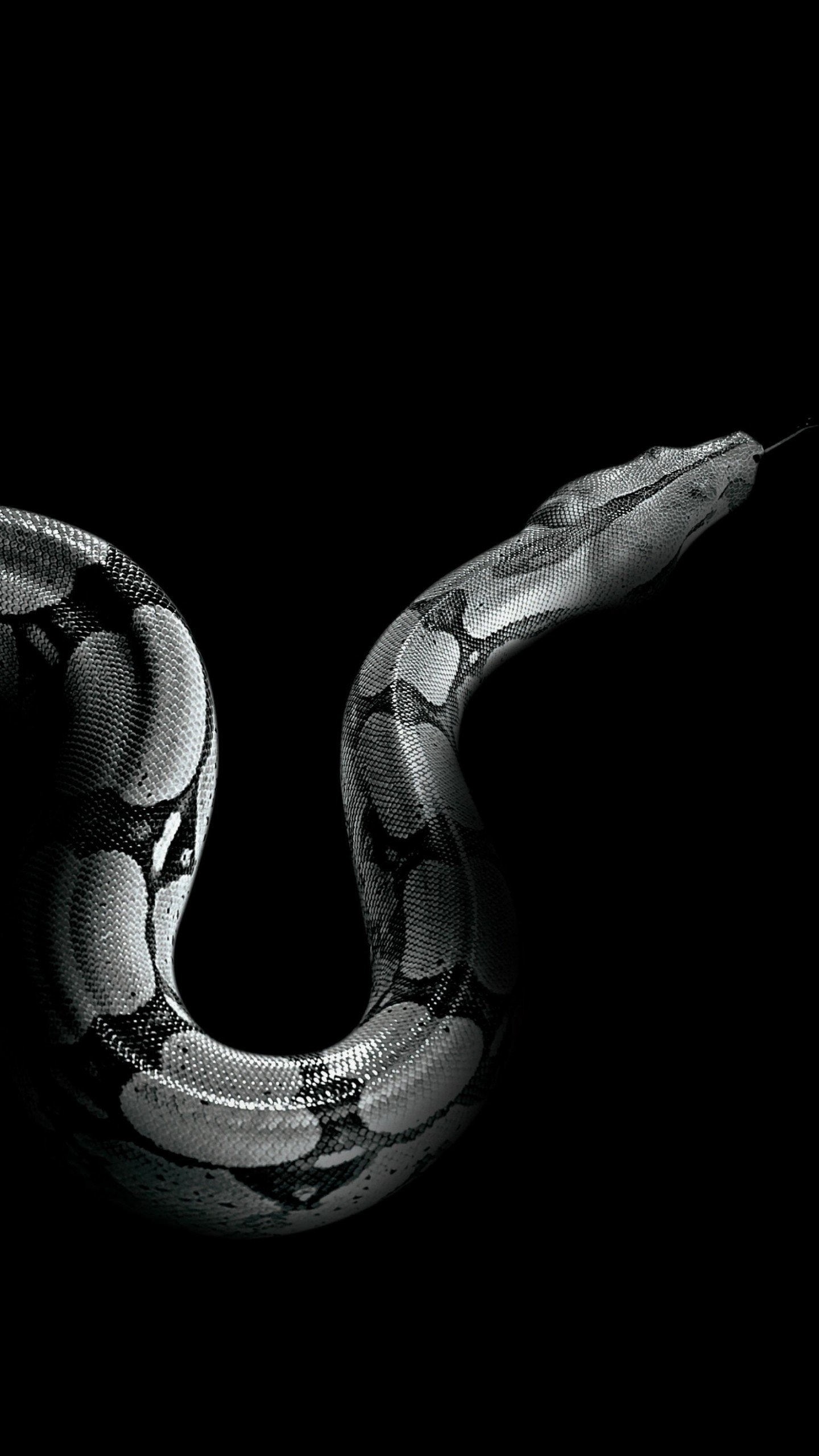 Змея на заставку телефона. Змеи на заставку. Змея на черном фоне. Змеи Эстетика. Змея на аву.