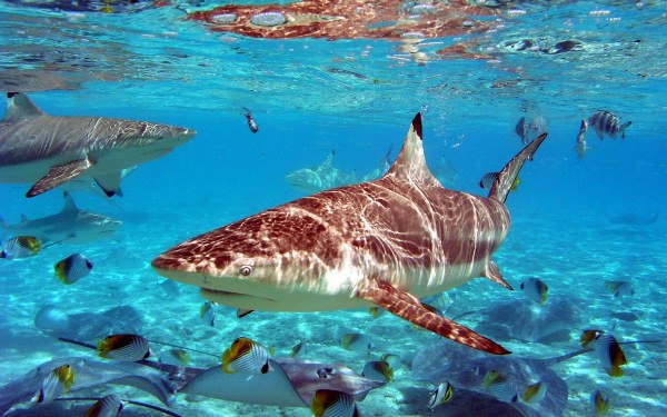 Рифовые акулы на мальдивах