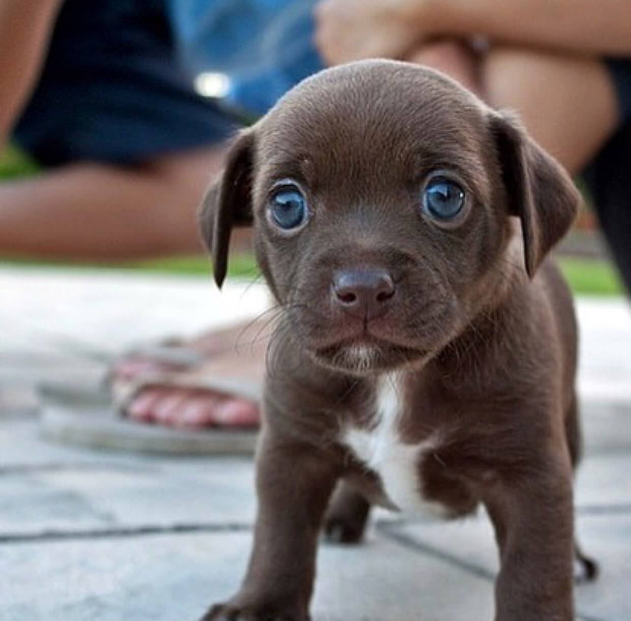 Бегающими маленькими глазками. Чихуахуа шоколадный гладкошерстный. Милые щенки. Про маленького щенка. Самые красивые и милые собаки.