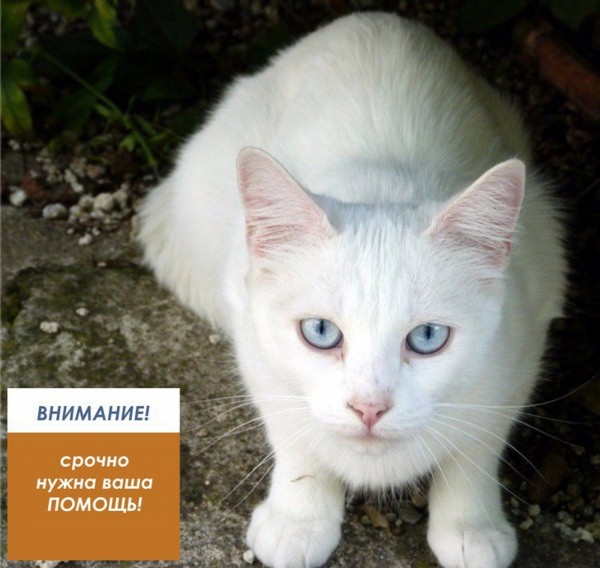 Белые коты с голубыми глазами