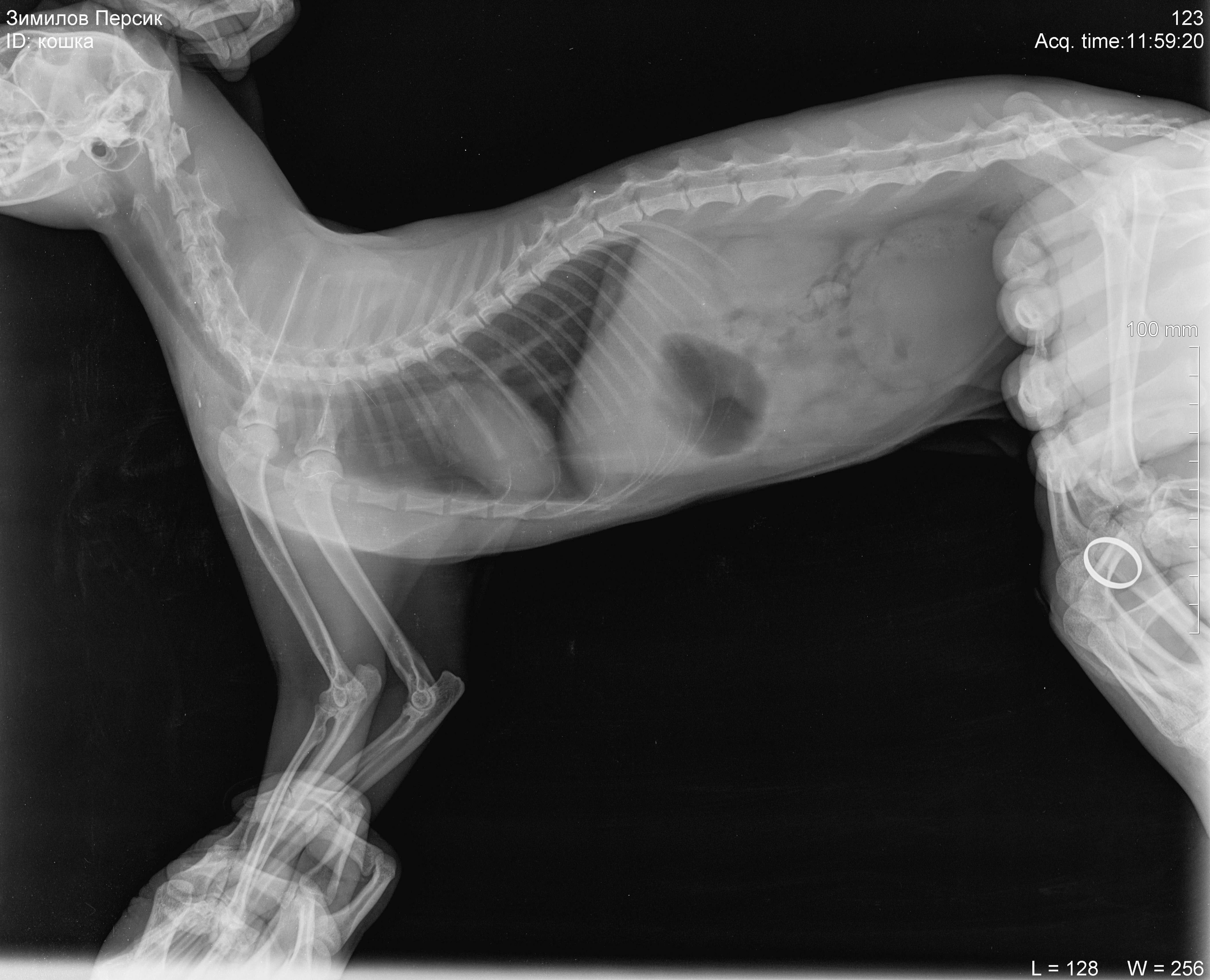 Пищевод кошки. Рентген трахеи здоровой собаки. Рентген пищевода собаки норма. Трахея и пищевод на рентгене у собак. Рентгеновский снимок собаки.