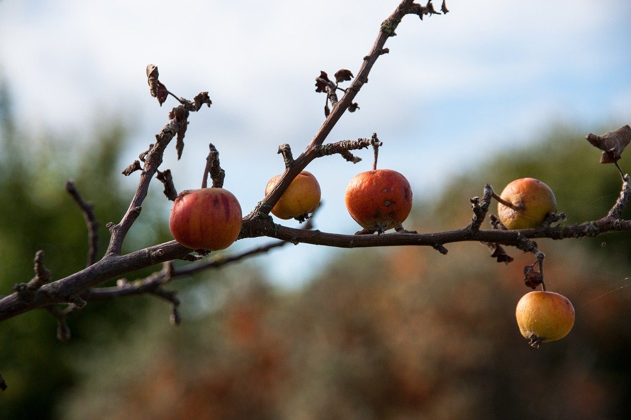 С яблони сорвать яблоко. Осенние яблоки. Яблоки на ветке. Яблоневый сад с яблоками. Падающее яблоко.