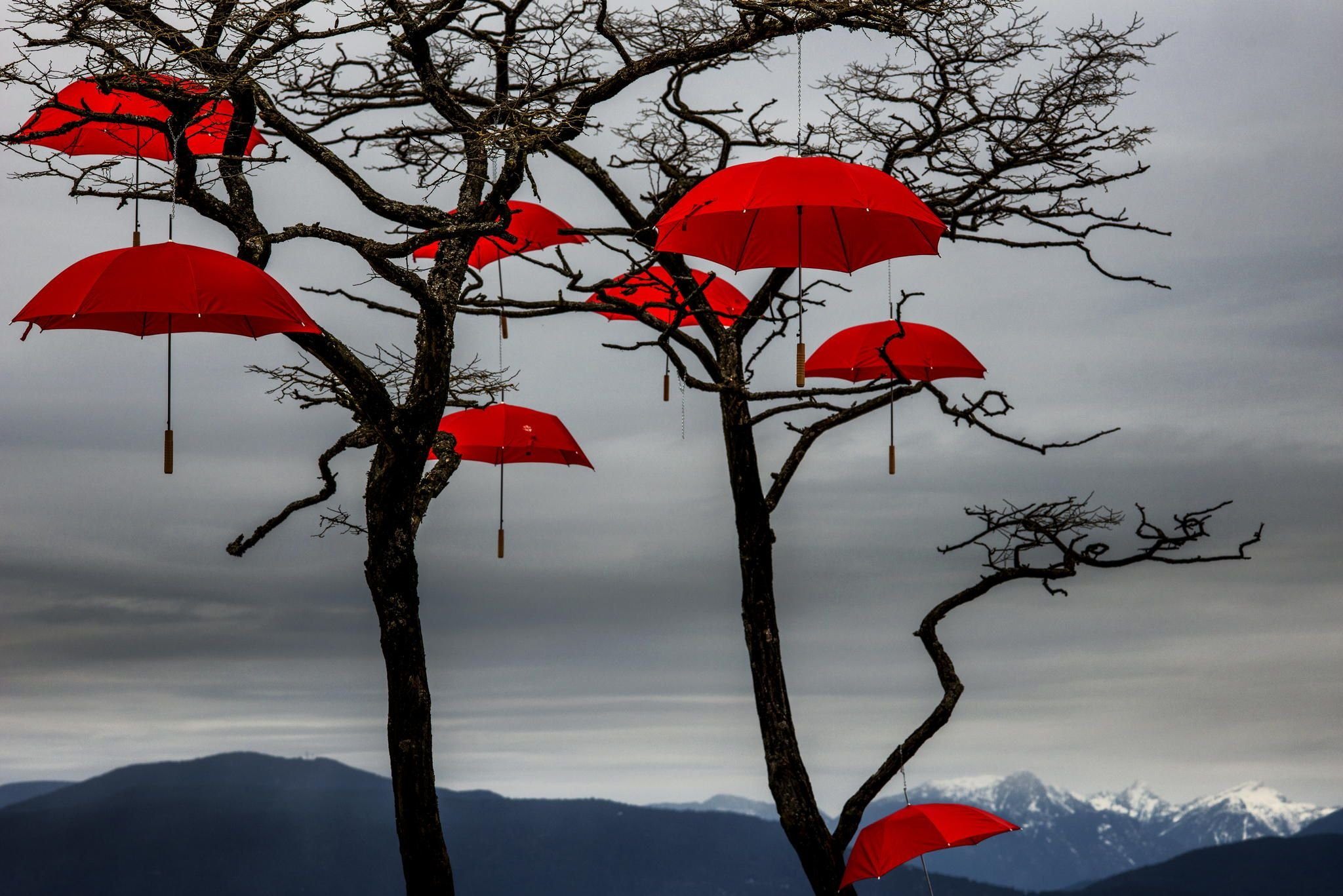 Глаз зонтик. Красный зонтик. Дерево зонтик. Фотообои зонтики. Зонтик картинка.