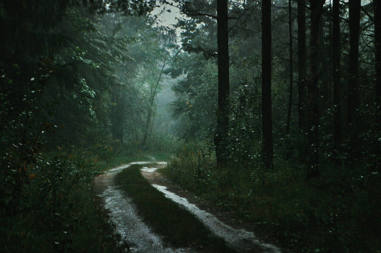 Лес мокрый дождь