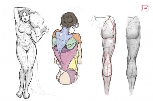 Анатомия женского тела для рисования