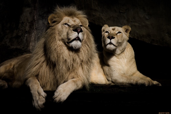Обои лев и львица