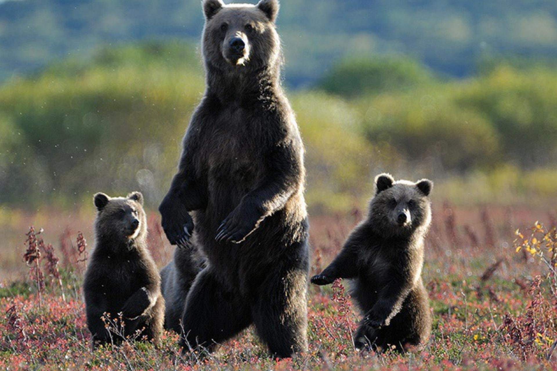 фото медведя стоящий