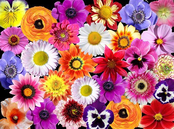 Маленькие разноцветные цветы