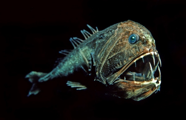 Страшные глубоководные рыбы