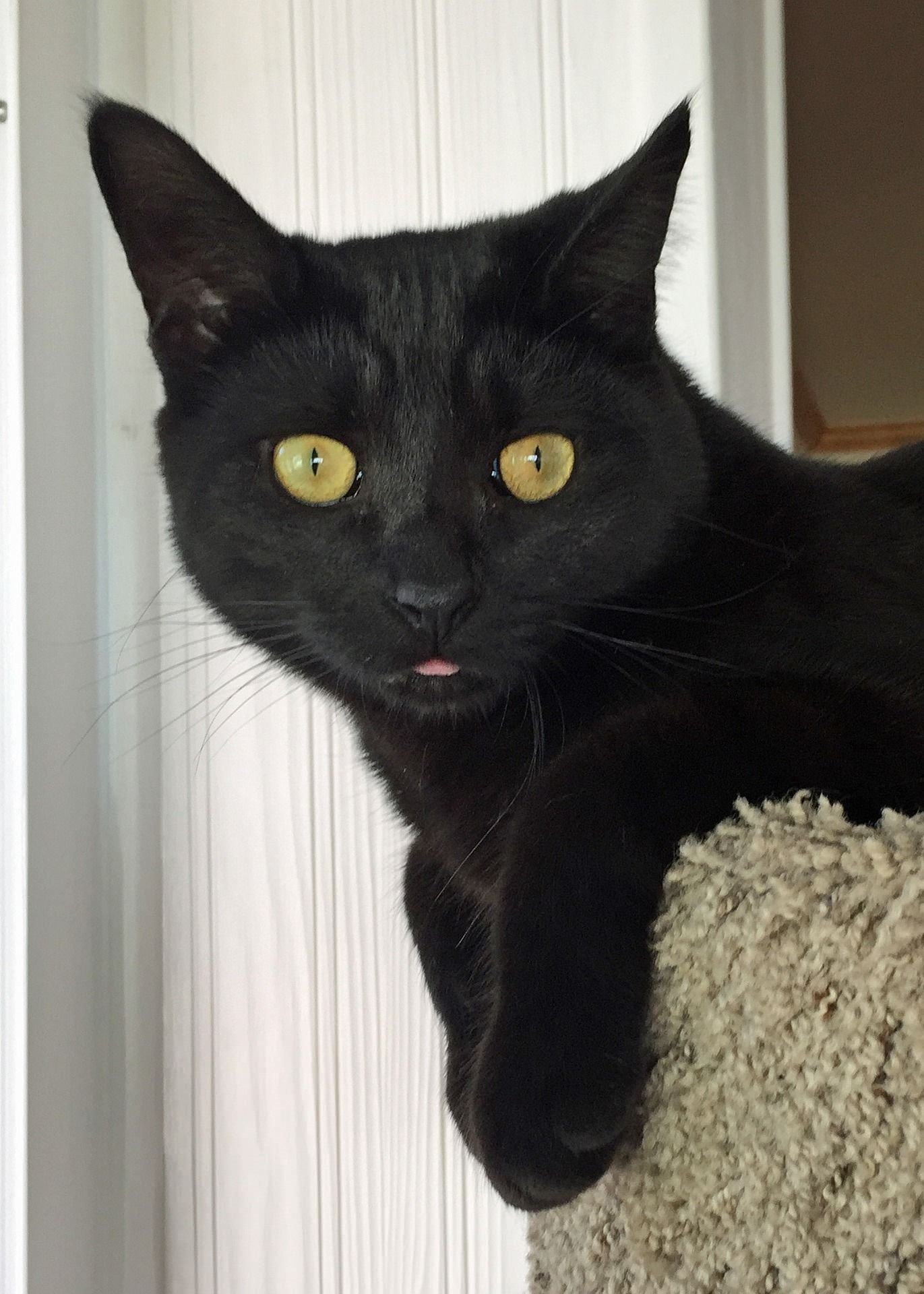 Черные коты. Черный Кок. Смешной черный кот. Смешные черные коты. Прикольные черные