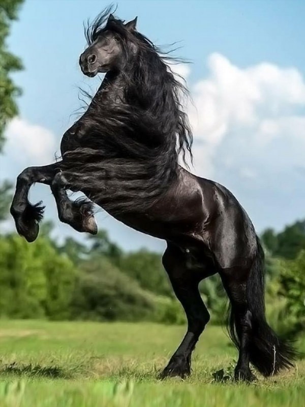 Красивые лошадки