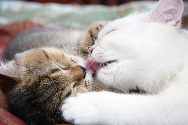 Кот целует