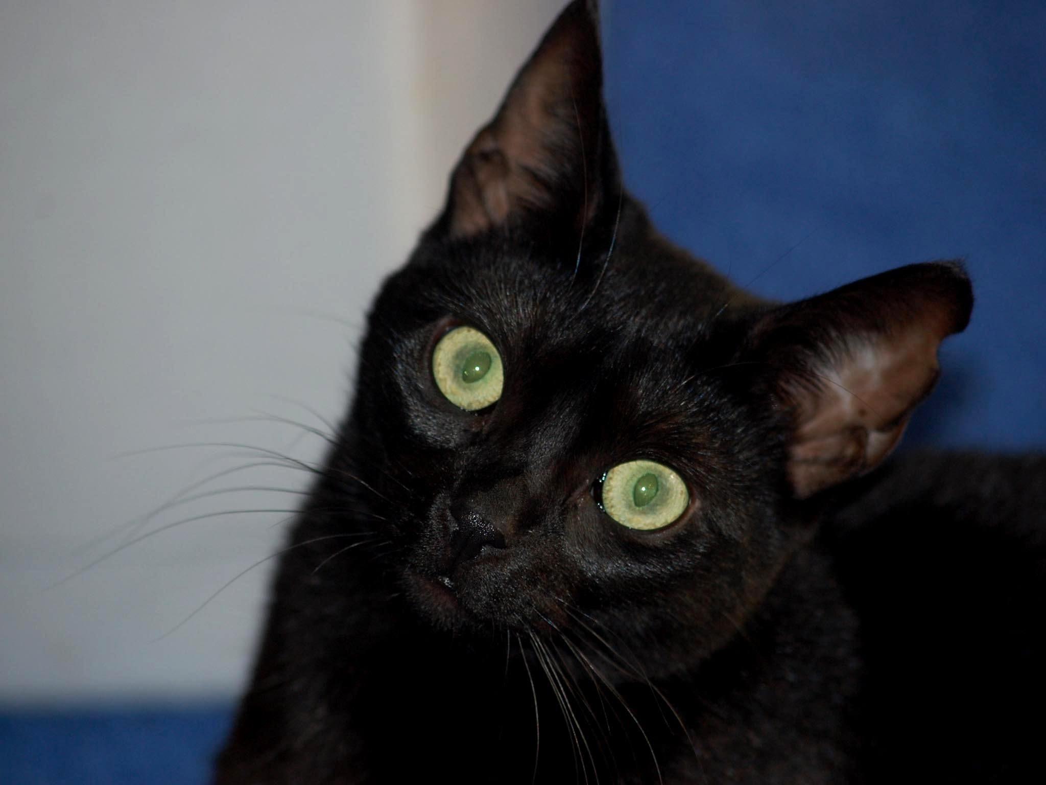 Бомбейская кошка. Бомбейская короткошерстная кошка. Бомбейская кошка гладкошерстная. Чёрная кошка порода Бомбейская.