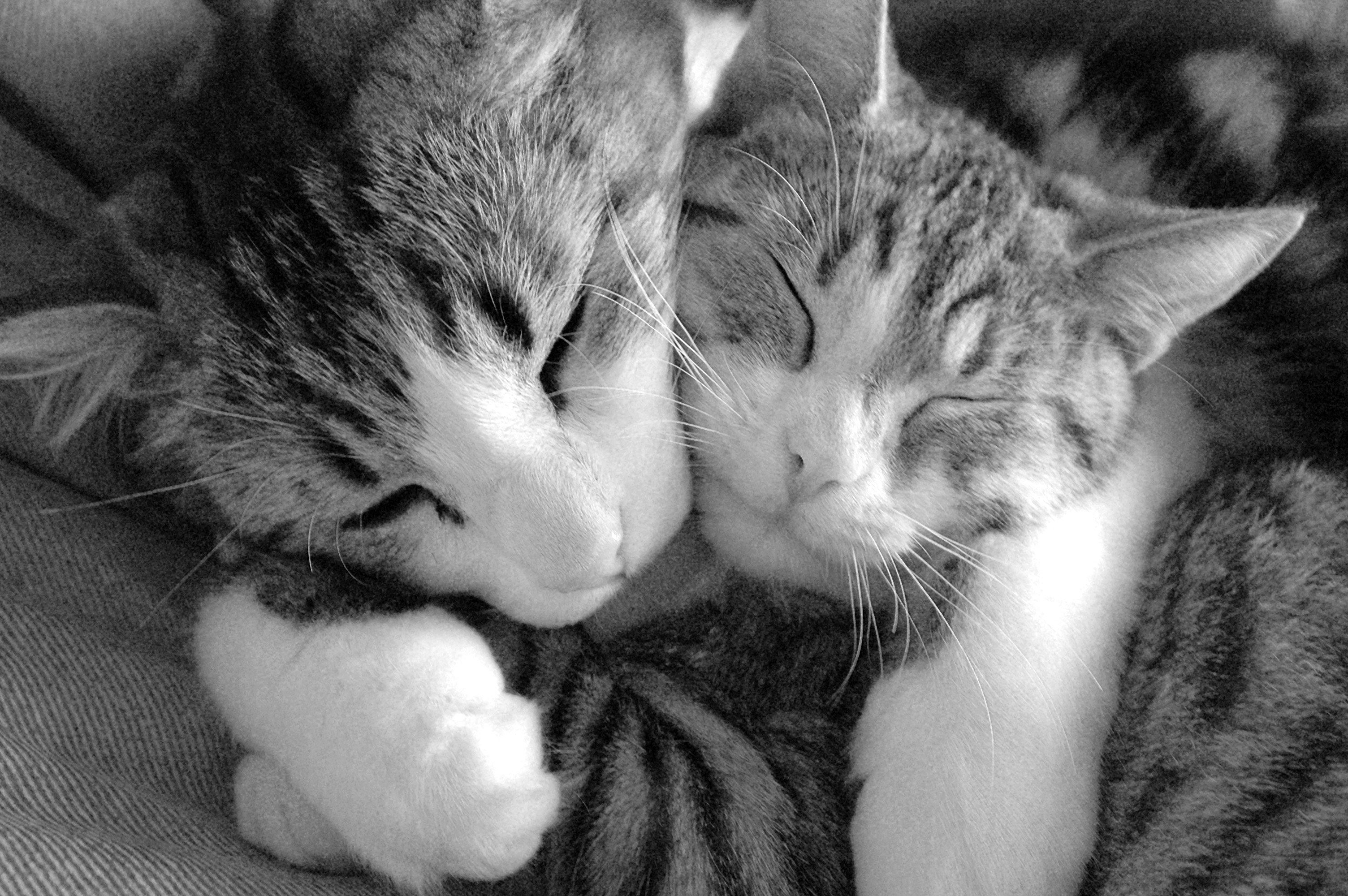 Обнимаю сережу. Кошки любовь. Обнимашки. Котики обнимашки. Два кота.
