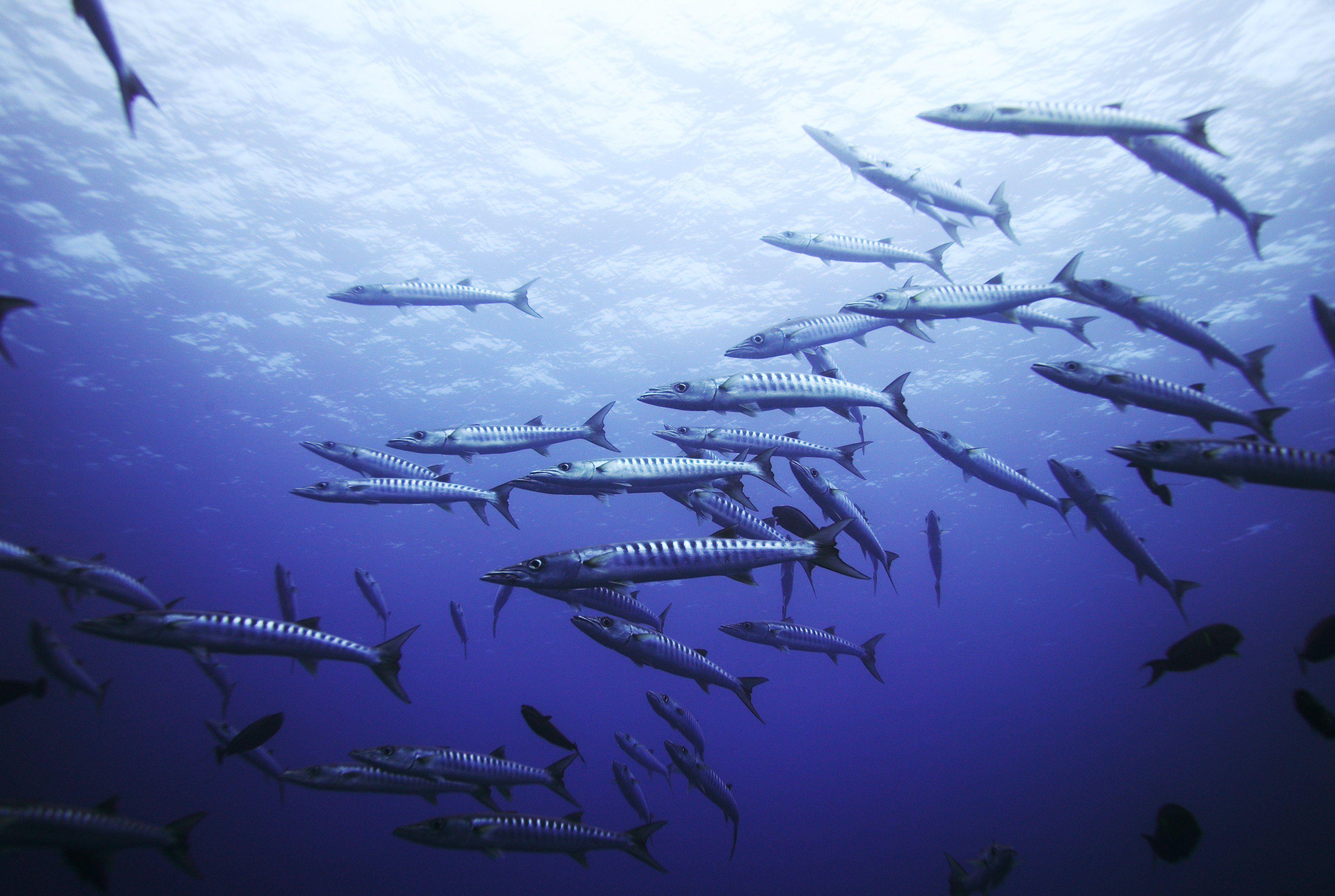 Сколько видов рыб водится в охотском. Барракуда рыба стая. Охотское море барракуды. Рыбы Охотского моря. Хищные рыбы Охотского моря.
