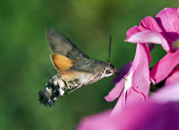 Бабочка бражник колибри