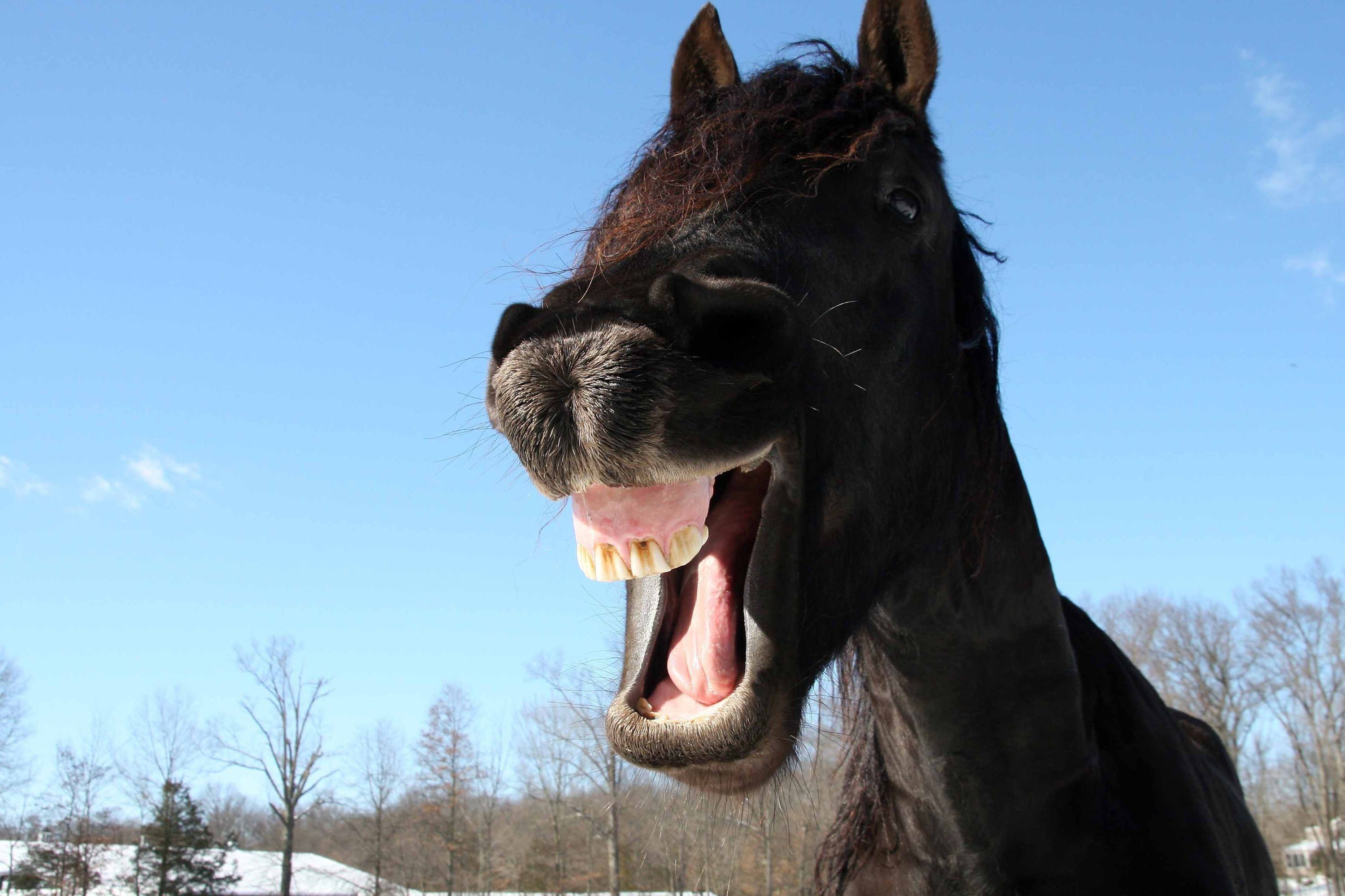 Смешные лошадки. Лошадь ржет. Лошадь улыбается. Лошадь смеется. Улыбка лошади.