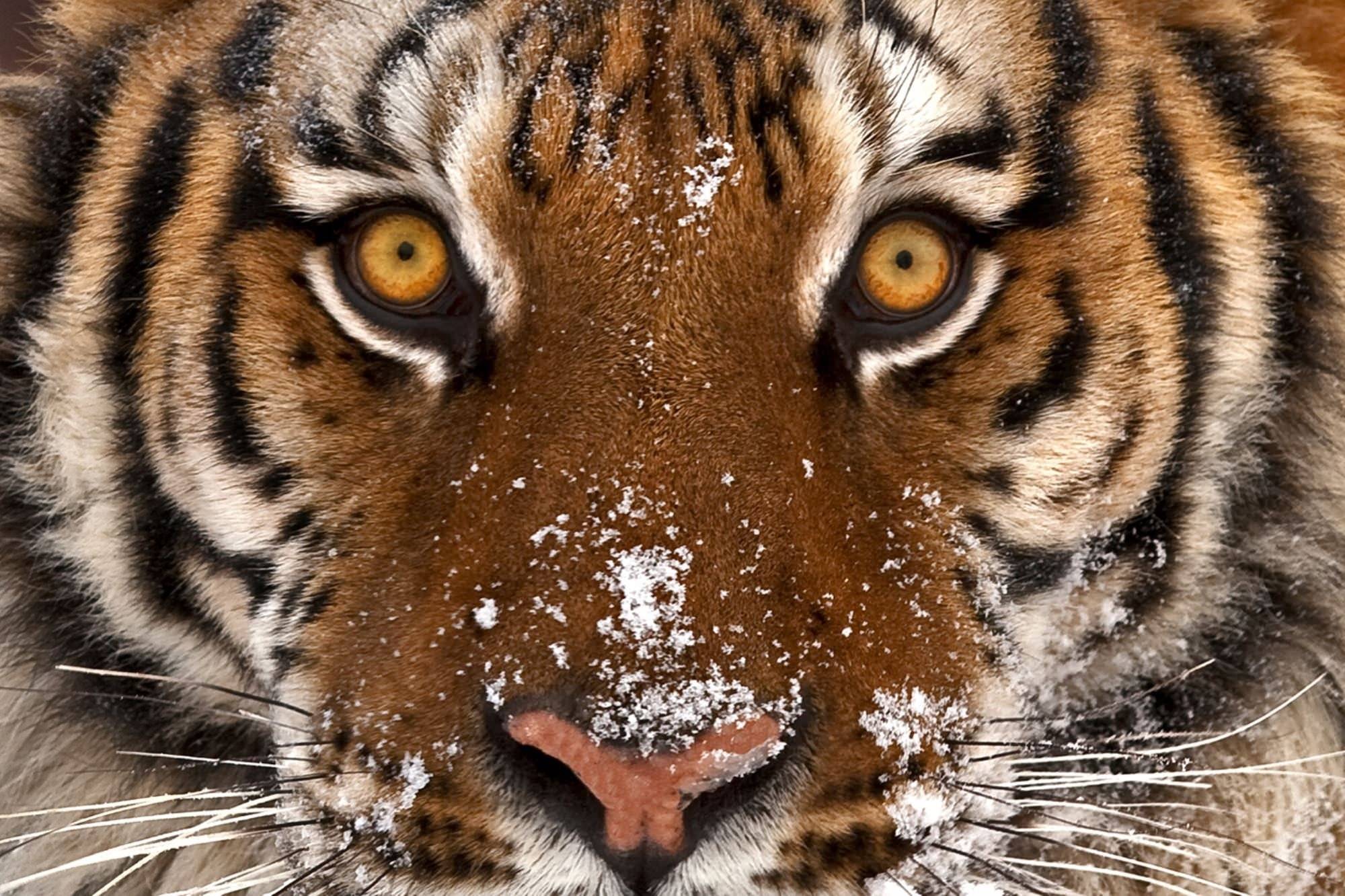 Глаз тигра видео. Тигр. Морда тигра. Взгляд тигра. Тигр глаза.