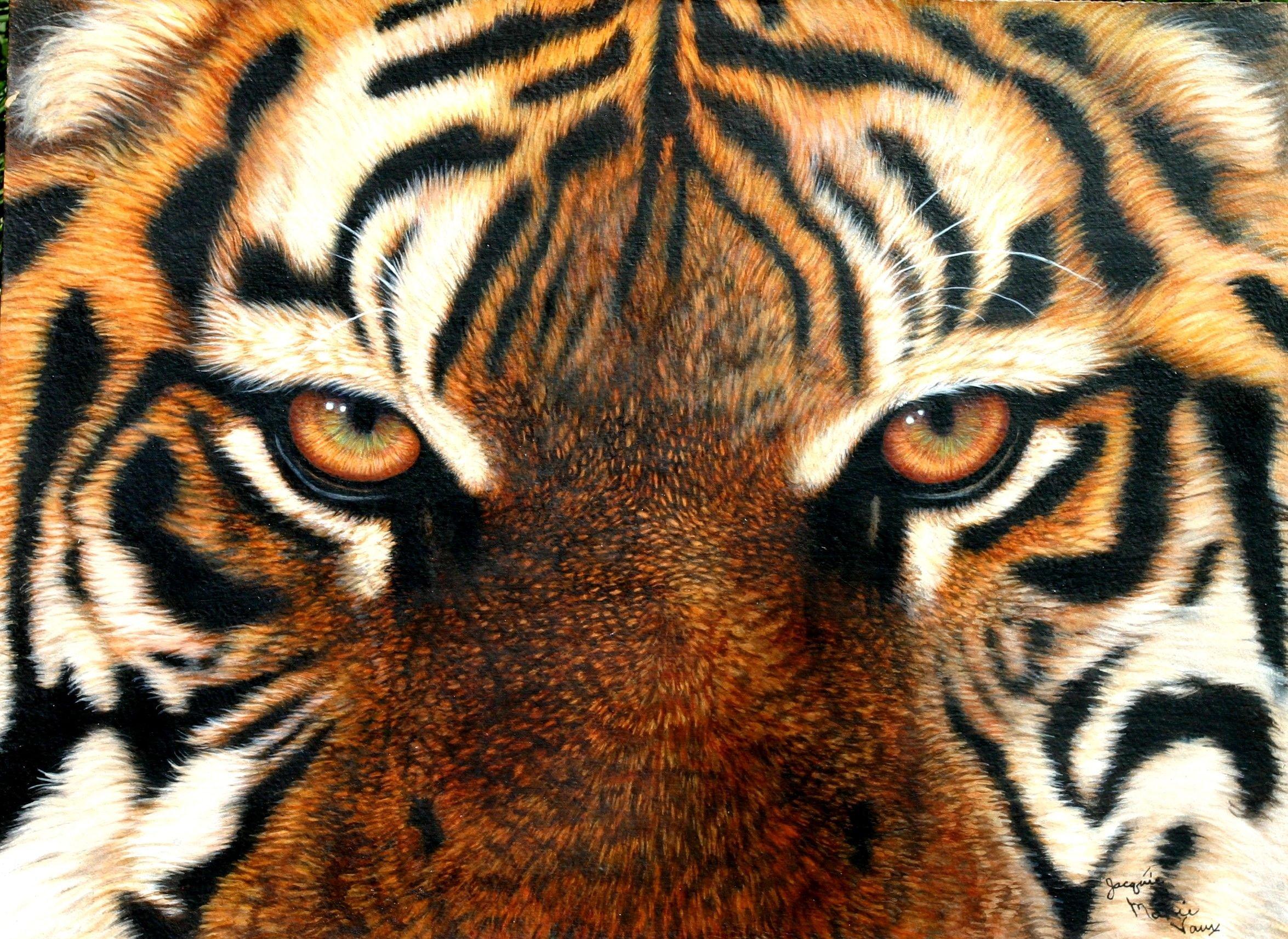 Глаз тигра видео. Глаз тигра. Взгляд тигра. Тигр глаза. Ноаза тигра.