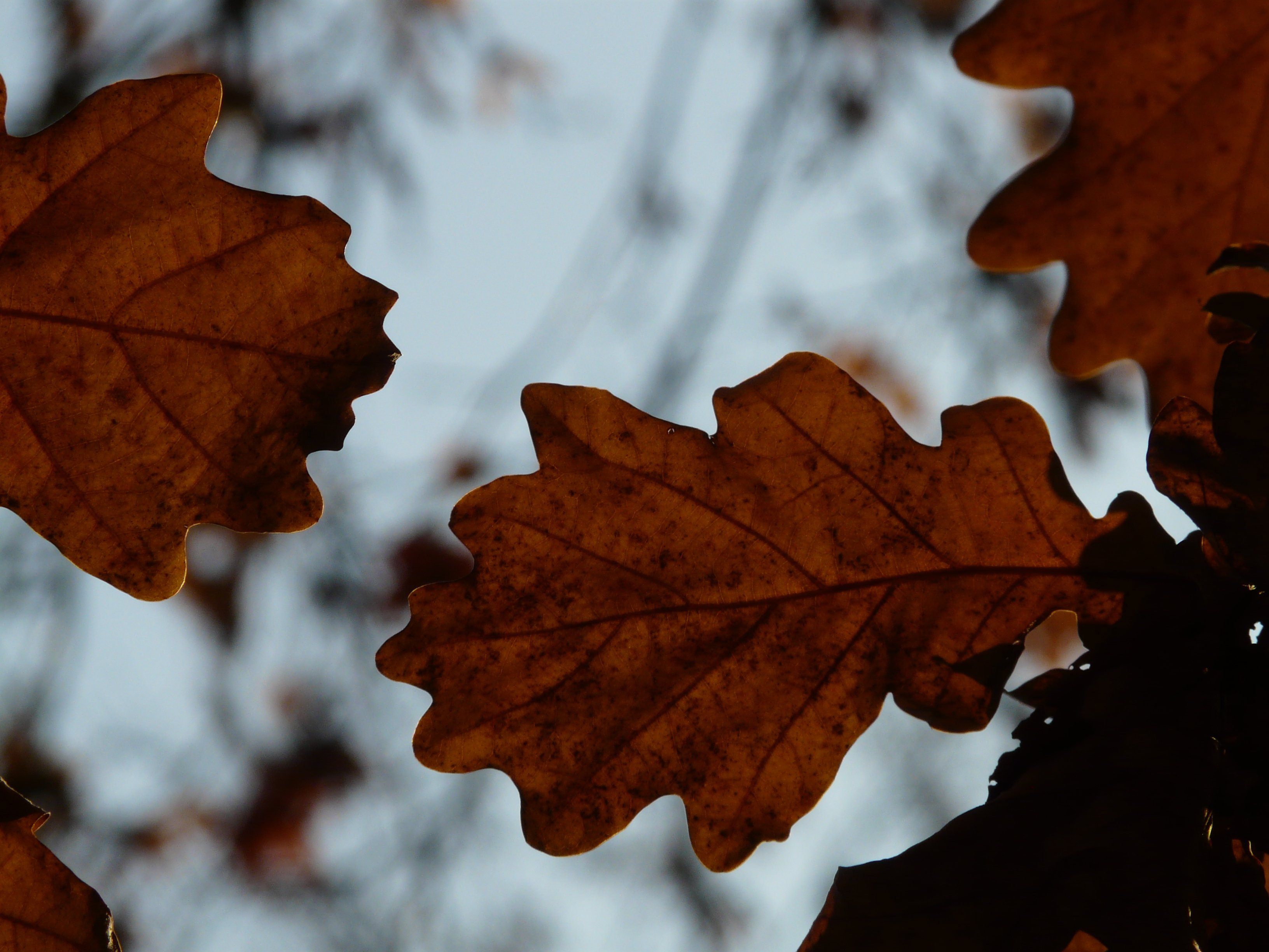 Листьев дуба. Осенний дубовый лист. Осенние листья дуба. Кленовый и дубовый лист. Дубовые листья осенью фото.