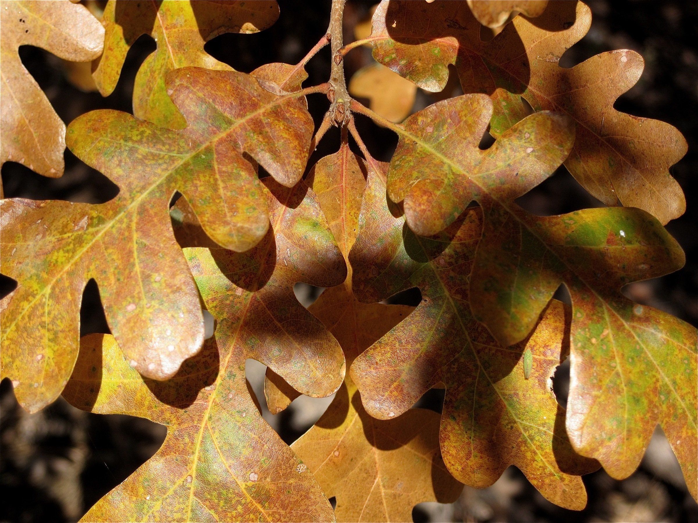 Листьев дуба. Лист дуба черешчатого. Кленовый дуб. Листья дуба осень. Осенний дубовый лист.