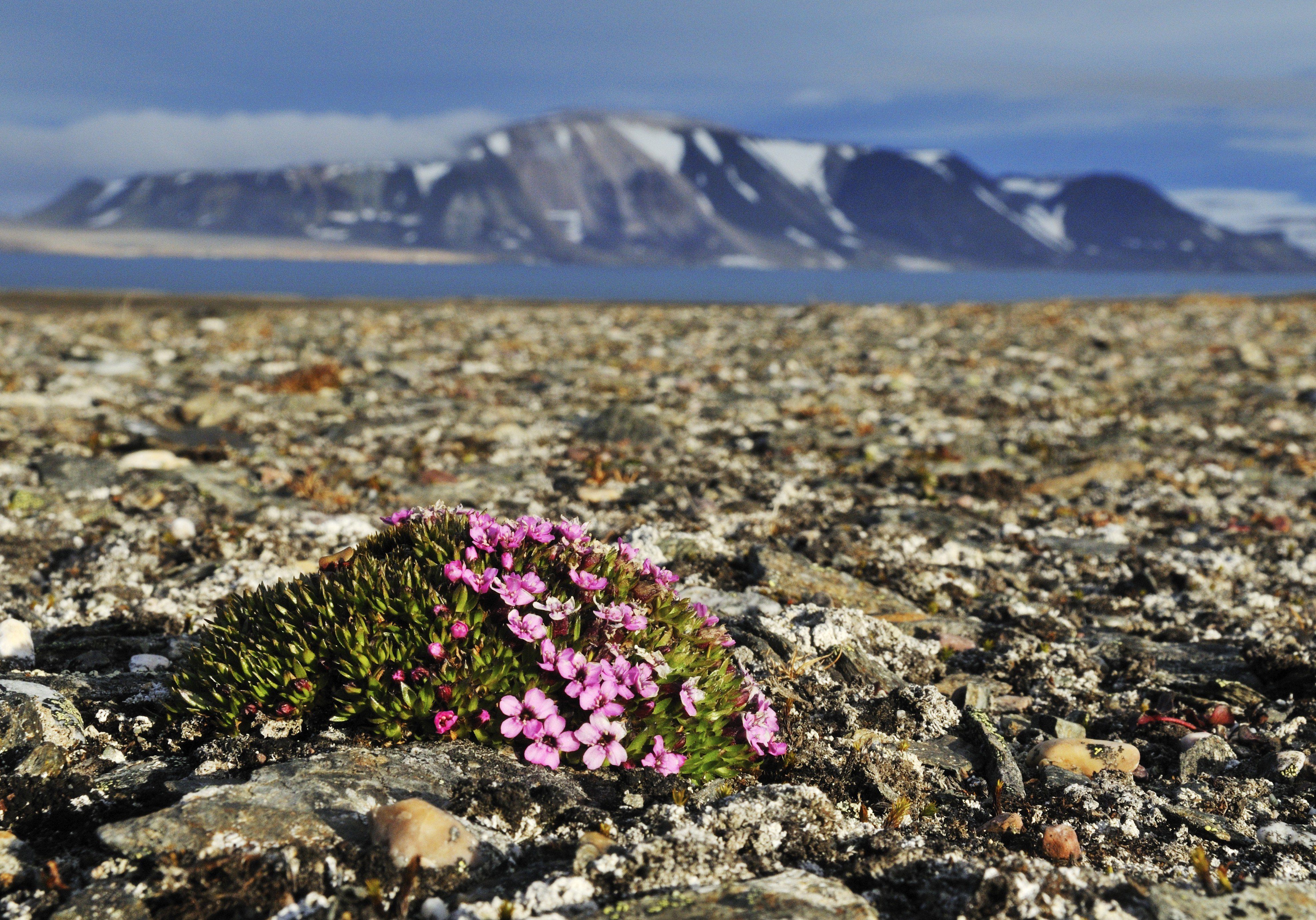 Арктическая пустыня изменение природы