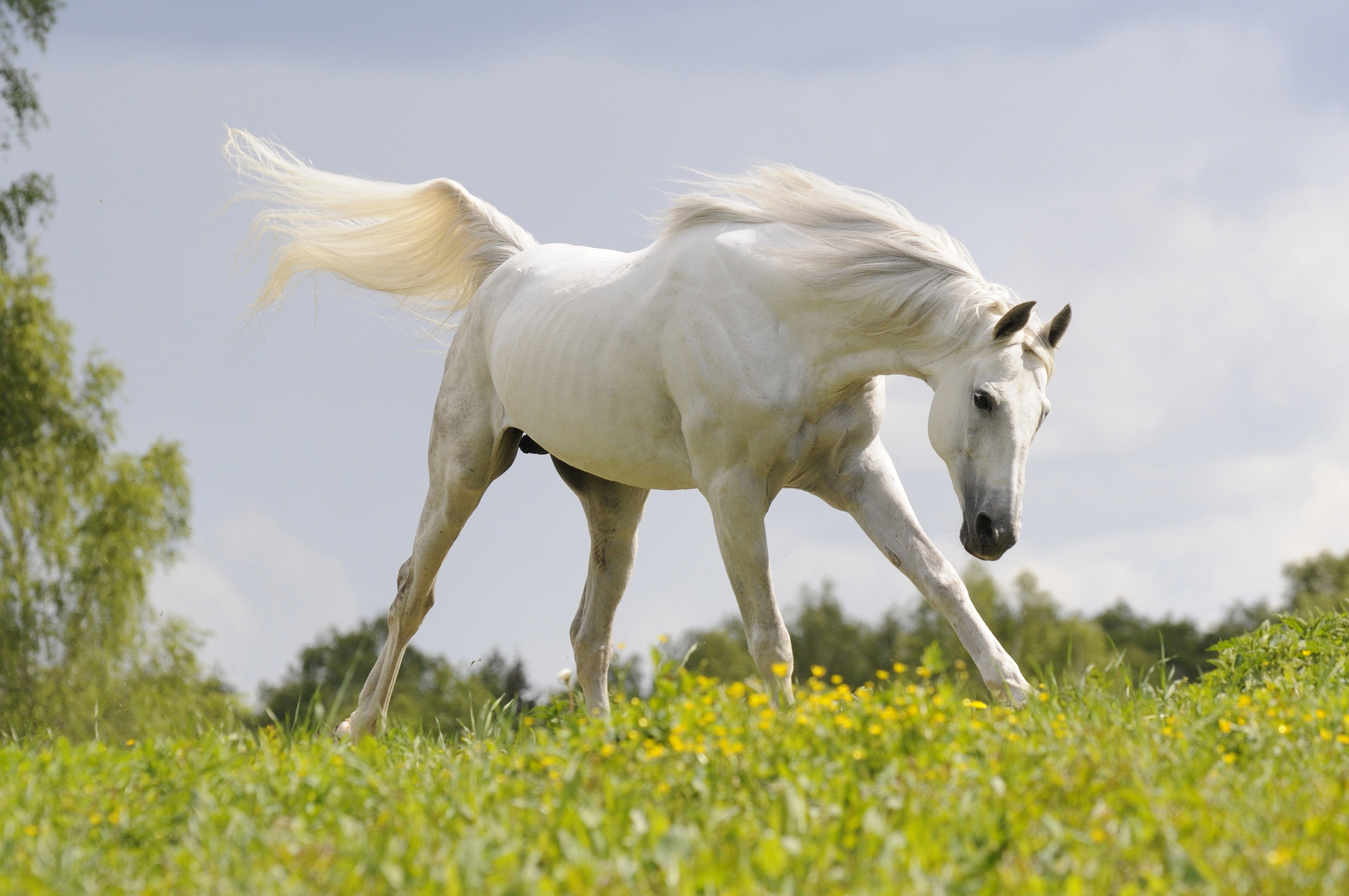 Белые кони кадышевой. Белый конь. Красивые лошади. Красивая белая лошадь. Красивый конь.