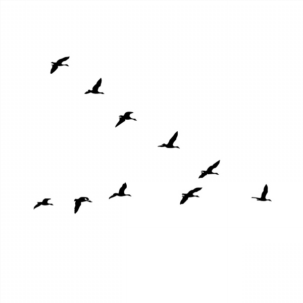 Клин птиц рисунок