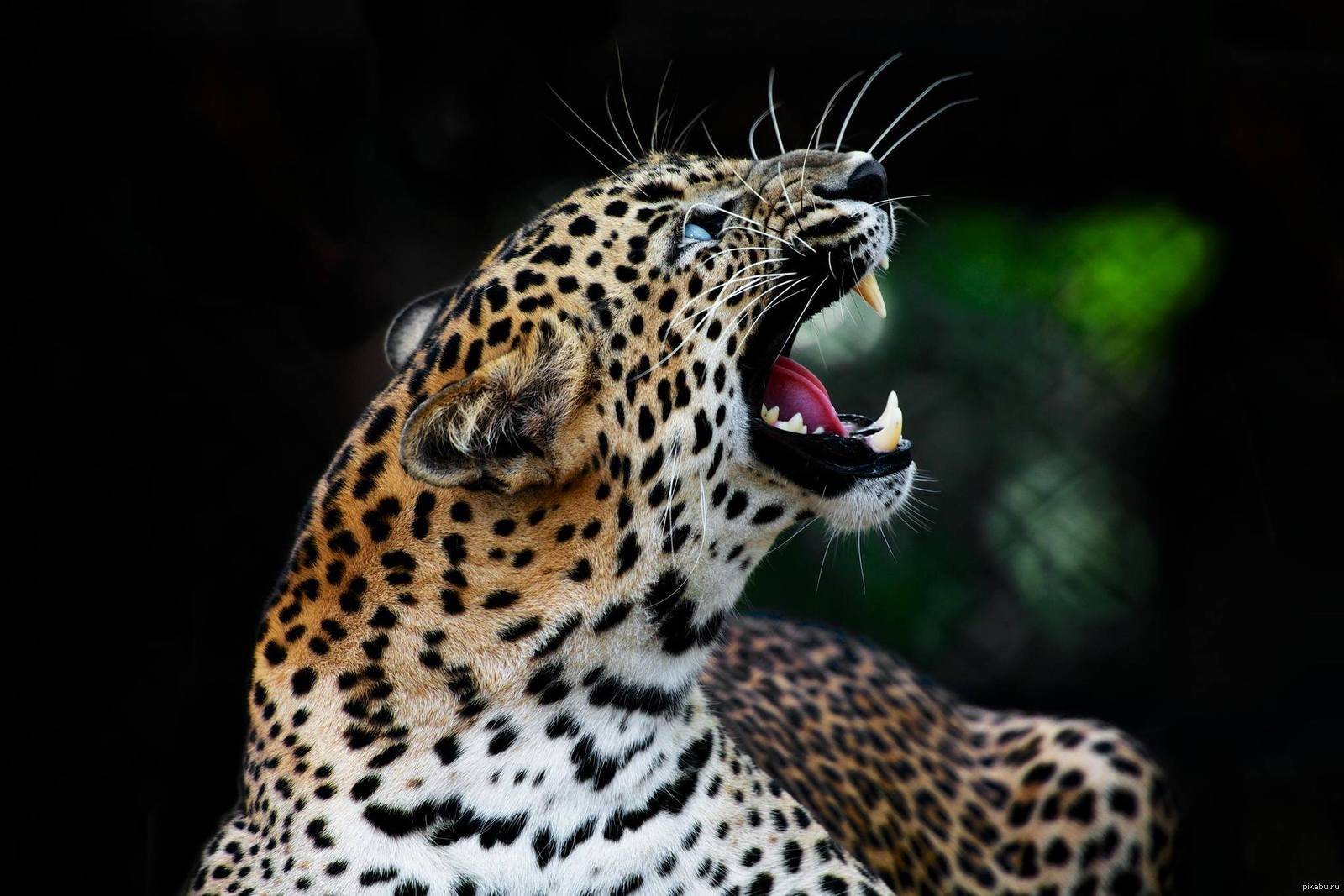 Леопард рычит