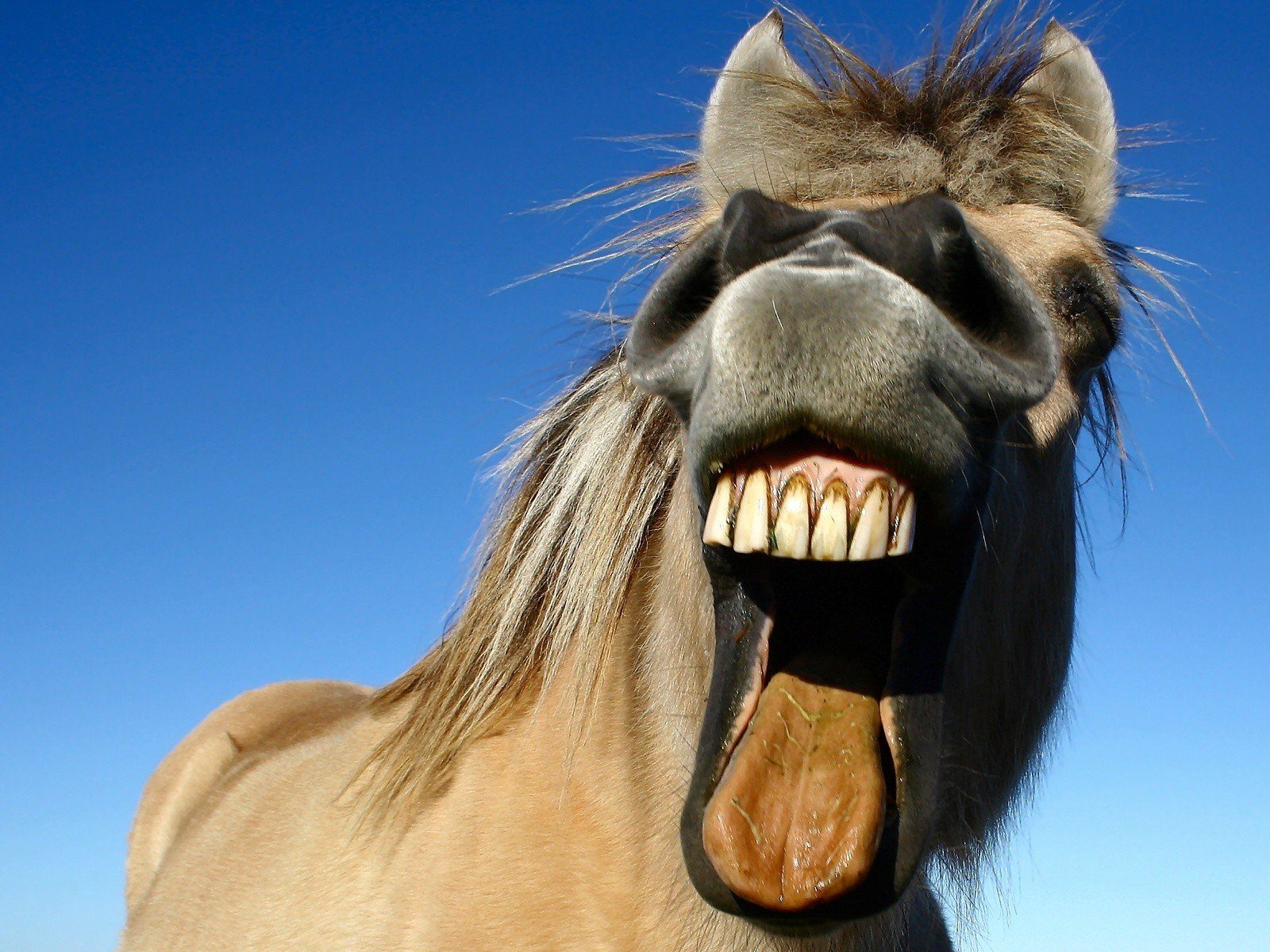 Коня споем. Конь ржет. Смешная лошадь. Лошадь смеется. Ржание лошади.