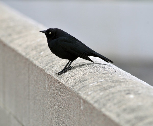 Маленькая черная птица
