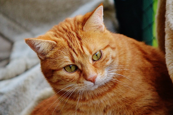 Кельтский кот рыжий