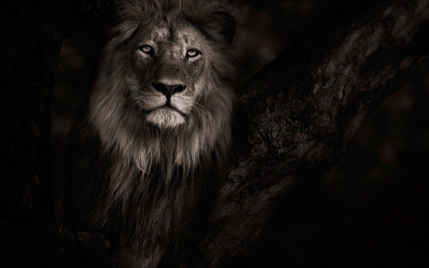 Львы на черном фоне красивые фото