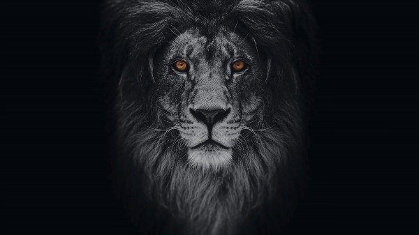 Темный фон со львом