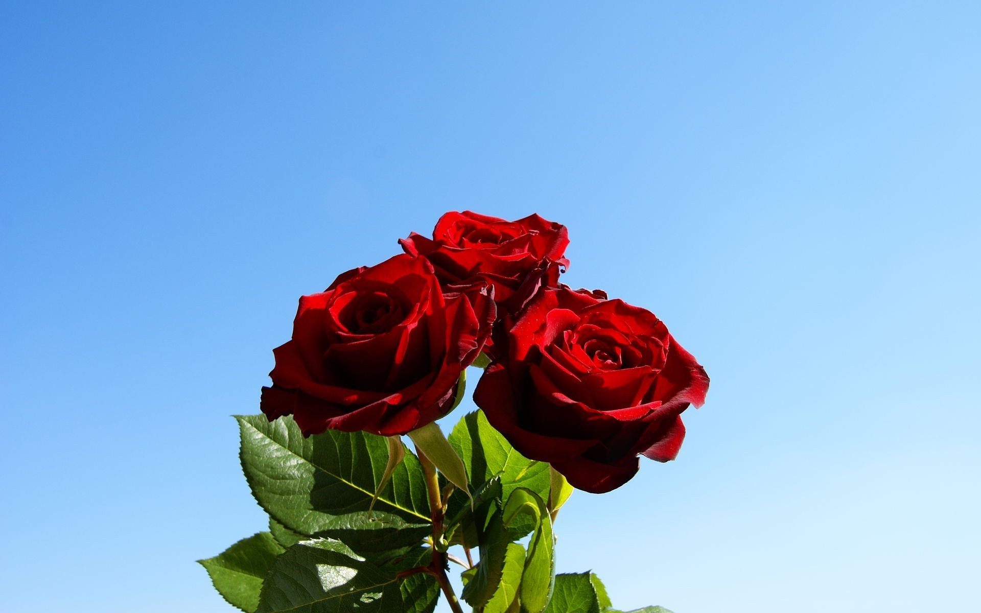 4 розочки. Красные розы. Цветы розы красные.