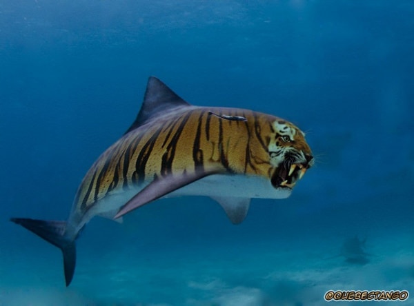 Морской тигр