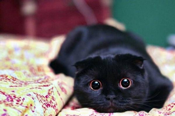 Милые чёрные котики