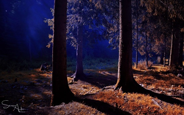 Лес ночью природа