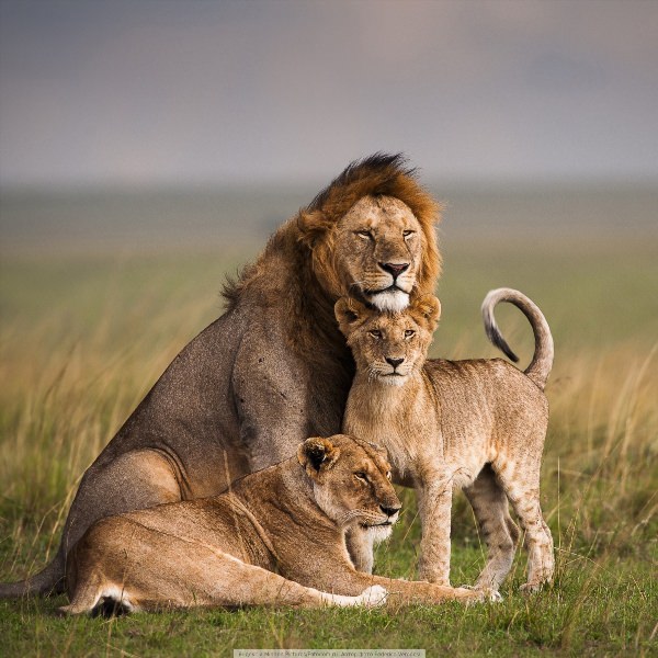 Лев львица и львенок