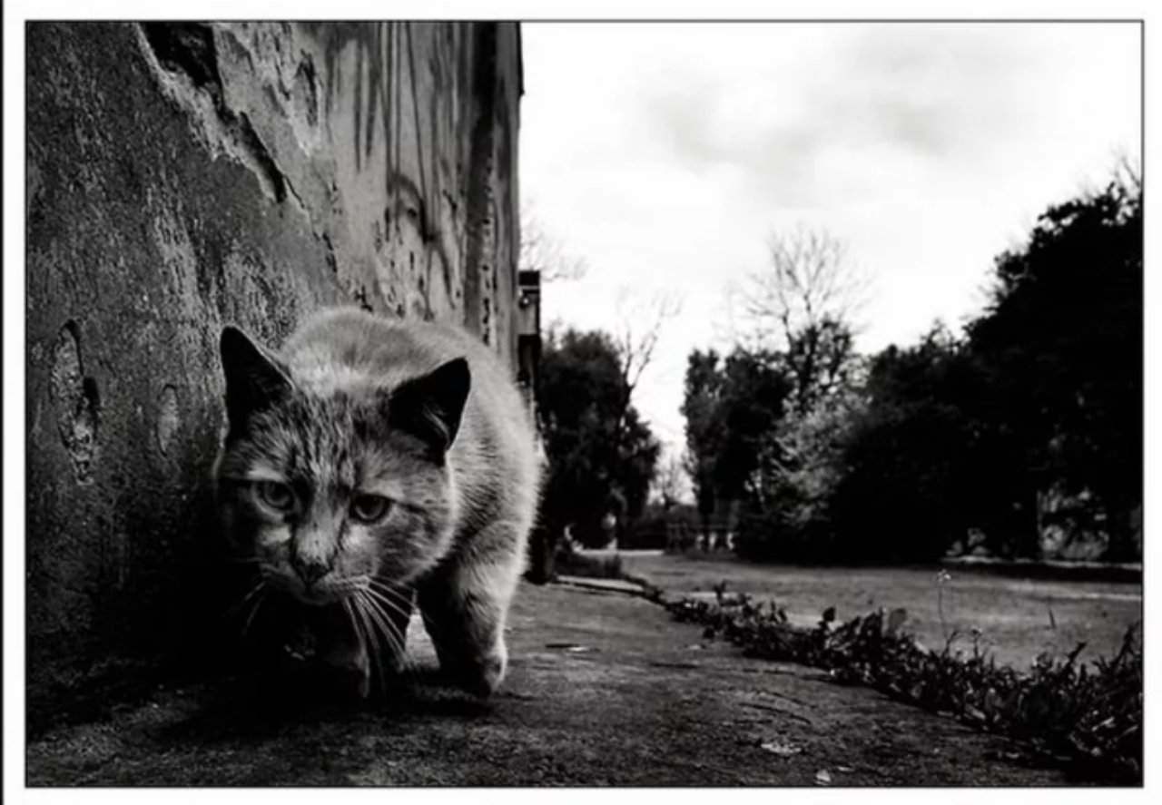 Кошки когда можно на улицу. Дворовый кот. Бездомные коты. Уличные коты. Одинокий кот.